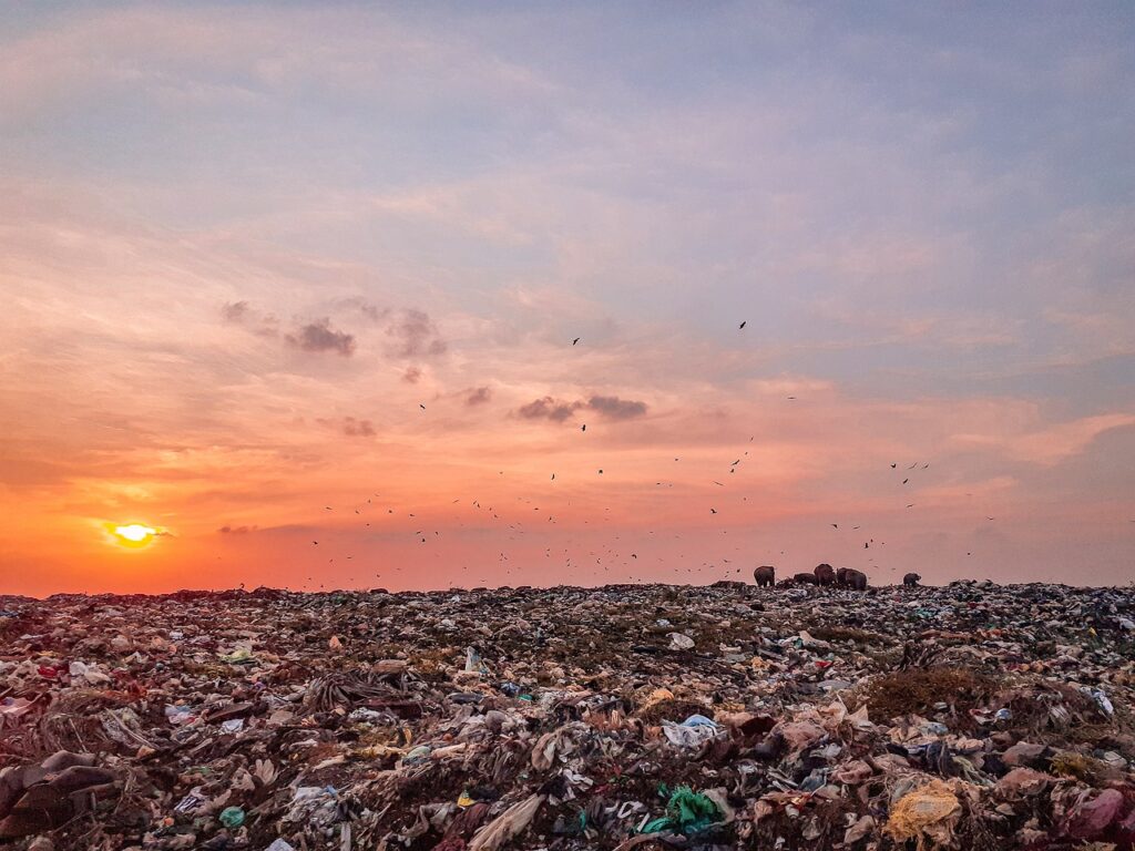 trash, trash land, nature, trash dump, pollution, sky, sunset, reflection, beauty, beautiful, rubbish, srilanka, elephants, elephants eating trash, polythene, asian elephants, earth day